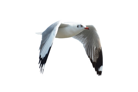 Seagull was flying isolated on white backgroundの写真素材