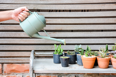 watering can and group of cactus in the potsの写真素材