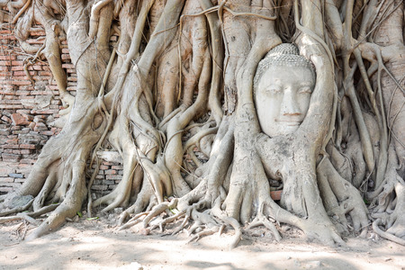 Head of Buddha statue in tree roots at Wat Mahathat temple, Ayutthaya, Thailandの写真素材