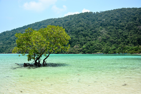 Mangrove trees in the tropical sea of Thailandの写真素材