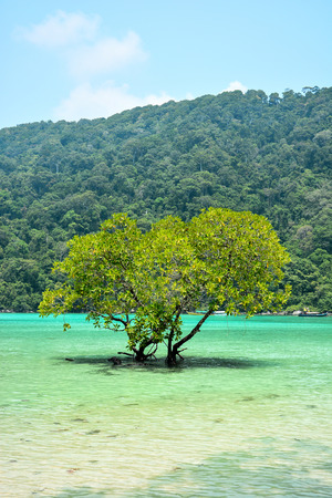 Mangrove trees in the tropical sea of Thailandの写真素材