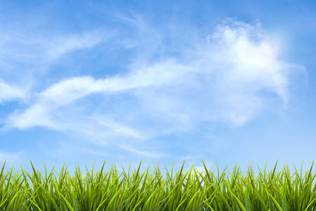 Grass grass under blue sky and clouds backgroundの写真素材