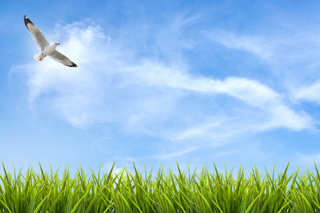 field of grass under sky and flying bird backgroundの写真素材