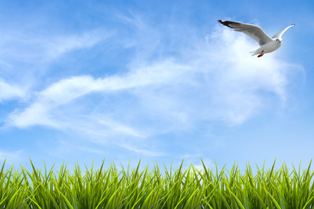 field of grass under sky and flying bird backgroundの写真素材