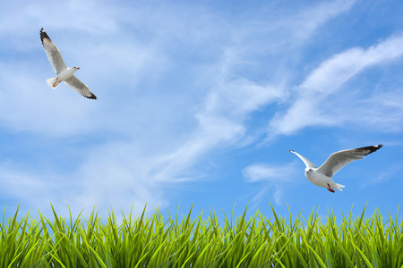 field of grass under sky and flying birds backgroundの写真素材
