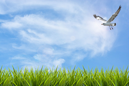field of grass under sky and flying bird backgroundの写真素材