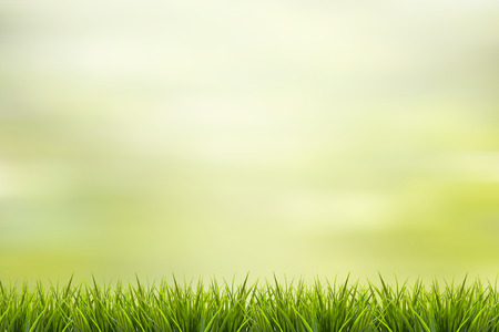 Grass and green nature blurred backgroundの写真素材