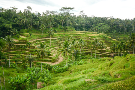Village of Tegallalang Beautiful rice terrace in Bali Indonesiaの写真素材