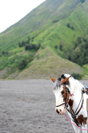 Horse at Bromo Tengger Semeru National Park on Java island Indonesiaの写真素材