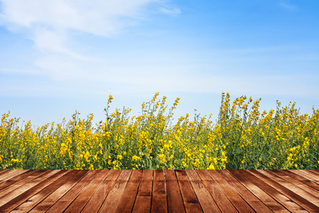 spring landscape of yellow rapeseed flower field with sky and wood floorの写真素材
