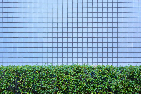 blue tiles wall texture with green bush for backgroundの写真素材