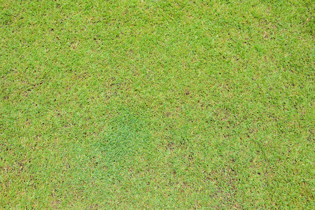 aerial view of green grass on ground texture backgroundの写真素材