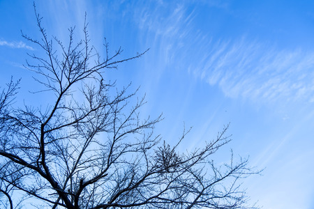 dry branches on beautiful blue sky and white clouds in winterの写真素材