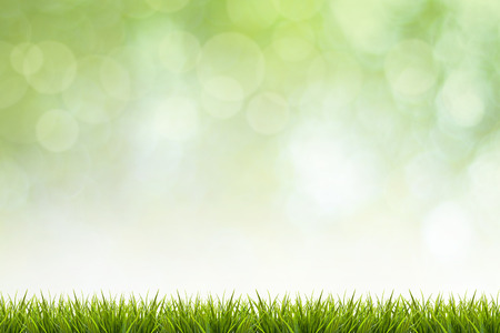 Fresh spring grass and green nature blurred background - use for display or design element in natural spring conceptの写真素材