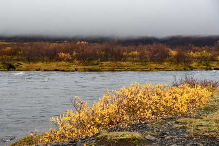 yellow fields and forest near river, dramatic landscape in autumn of Icelandの写真素材