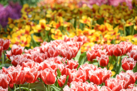 closeup of beautiful Red-white tulips flower in the gardenの写真素材