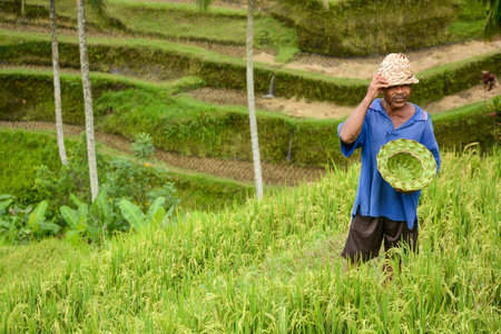 BALI, INDONESIA - JANUARY 17, 2013 : Man sells green handmade hat at rice terrace in Bali, Indonesia.のeditorial素材