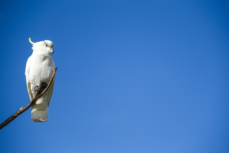 beautiful white cockatoo perched on wood branch with clear blue sky in background, lovely wildlife animal in Australiaの写真素材