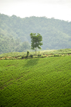 Lonely tree and beautiful green field on the hill or mountain - can use for background in natural environment ot health conceptの写真素材
