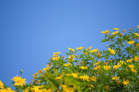 Mexican sunflower weed (Bua Tong) and clear blue sky, beautiful yellow flower in winter season of Thailandの写真素材