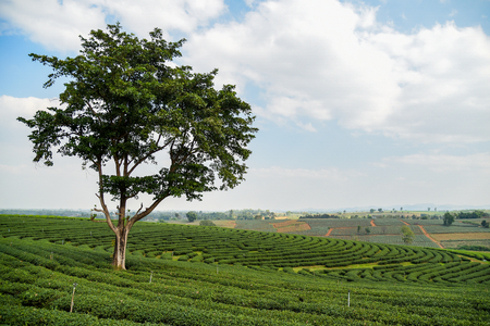 Big tree on green tea plantation and blue sky, beautiful agricultural landscapeの写真素材