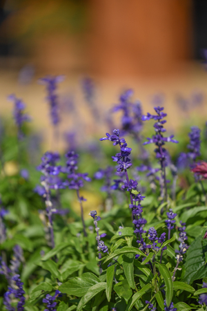 closeup of Blue Salvia (beautiful purple flower) blooming in the gardenの写真素材