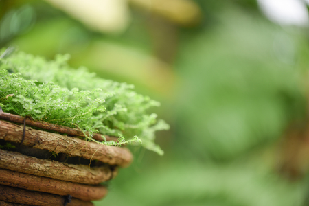 closeup of green plant in wooden pot with blur space for background or backdrop in natural environment conceptsの写真素材