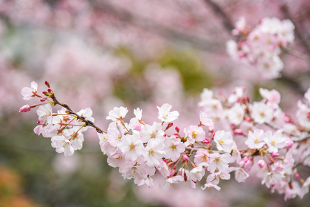 close up of Japanese cherry blossom or Pink Sakura flower, nature spring season conceptsの写真素材