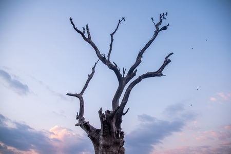 abstract dead tree against sunset sky and clouds at dusk, use for background in natural environment and global warming conceptsの写真素材