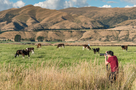 Young Asian male photographer taking photos of cows in the farm. Livestock in South Island, New Zealand. Travel and photography conceptsの写真素材