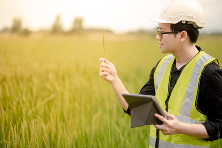 Young Asian male agronomist or agricultural engineer holding rice spike observing green rice field...