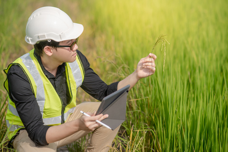 Young Asian male agronomist or agricultural engineer holding rice spike observing green rice field with digital tablet and pen for the agronomy research. Agriculture and technology conceptsの写真素材