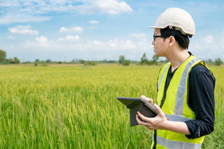 Young Asian male agronomist or agricultural engineer observing green rice field with digital tablet for the agronomy research. Agriculture and technology conceptsの写真素材