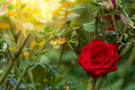 Close up of full bloom red rose with dewdrops on petals in the flower garden. Love and Valentine conceptsの写真素材