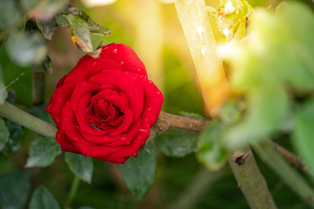 Close up of full bloom red rose with dewdrops on petals in the flower garden. Love and Valentine conceptsの写真素材
