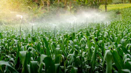 Sprinkler head watering on green corn field in the morning. Irrigation system in agriculture industry.の写真素材