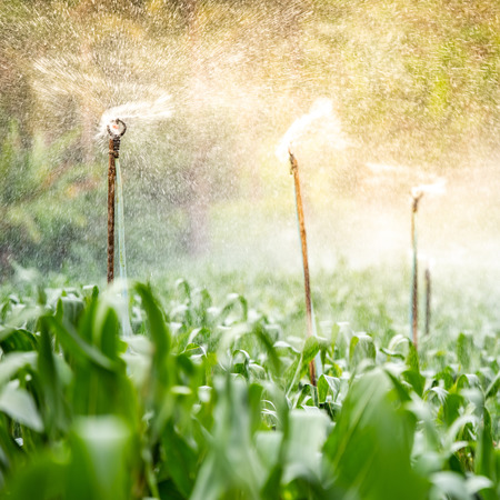 Sprinkler head watering on green corn field in the morning. Irrigation system in agriculture industry.の写真素材