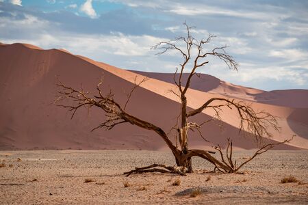 Abstract dead Camelthorn tree against sand dunes and cloudy sky in Namib Desert, Namib-Naukluft National Park. Famous travel destination in Namibia, Africa.の写真素材
