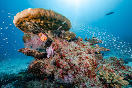 Beautiful colorful Hard coral reef with soft coral and marine life at North Andaman, a famous scuba diving dive site and exotic underwater landscape in Thailand.の写真素材
