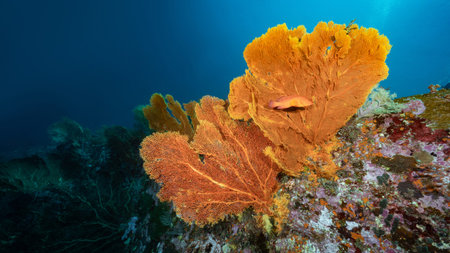 Branching Gorgonian Sea Fan coral or Giant Seafan with marine life at North Andaman, a famous scuba diving dive site and exotic underwater landscape in Thailand.の写真素材