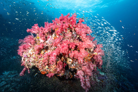 Beautiful pink soft coral reef and marine life at Richelieu Rock, a famous scuba diving dive site of North Andaman. Stunning underwater landscape in Thailand.の写真素材
