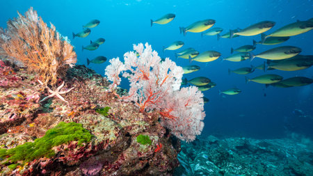 Colorful Branching Gorgonian Sea Fan coral (Seafan) on the rock with school of fish at Tachai Pinnacle, a famous scuba diving dive site of North Andaman and stunning underwater landscape in Thailand.の写真素材
