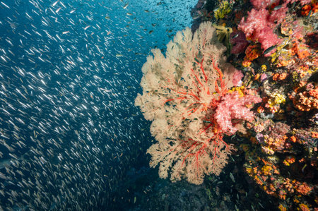 Beautiful Gorgonian Sea Fan coral (Seafan), colorful soft coral and school of fish at Richelieu...