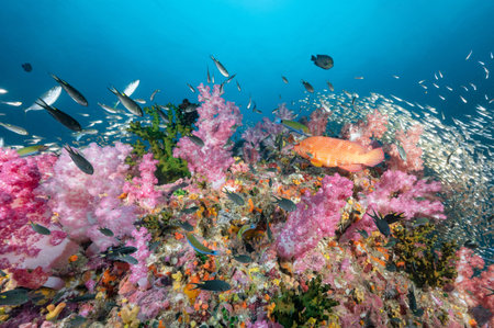 Beautiful colorful soft coral reef with Coral Grouper and school of fish at Richelieu Rock, a famous scuba diving dive site of North Andaman. Exotic underwater landscape in Thailand.の写真素材