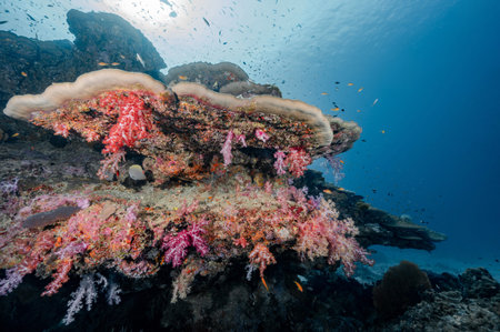 Upside down colorful soft coral under hard coral reef and marine life at North Andaman, a famous scuba diving dive site and exotic underwater landscape in Thailand.の写真素材