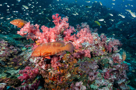 Beautiful colorful soft coral reef with Coral Grouper and other marine life at Richelieu Rock, a famous scuba diving dive site of North Andaman. Exotic underwater landscape in Thailand.の写真素材
