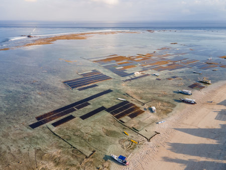 Aerial view of seaweed farm with rural boats anchored on shoreline, Agriculture field on the sea in Nusa Lembongan close to Bali, Indonesia.の写真素材