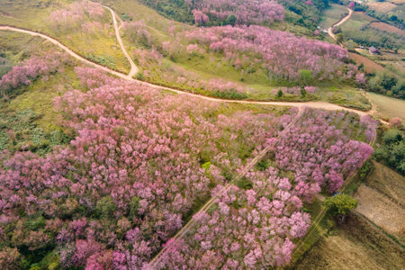 Aerial view of pink cherry blossom on the hill or Wild Himalayan Cherry flower field on Phu Lom Lo mountain during January or February in area of Phitsanulok and Loei Province, Thailand.の写真素材