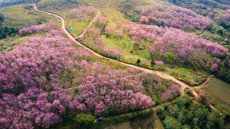Aerial view of pink cherry blossom on the hill or Wild Himalayan Cherry flower field on Phu Lom Lo mountain during January or February in area of Phitsanulok and Loei Province, Thailand.の写真素材