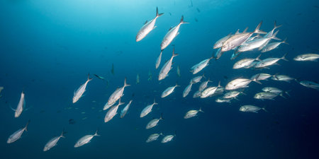 School of Jack fish or jackfish in the blue ocean. Group of Jacks swimming together in the Gulf of Thailand. Marine life and underwater conservation. World ocean day conceptの写真素材